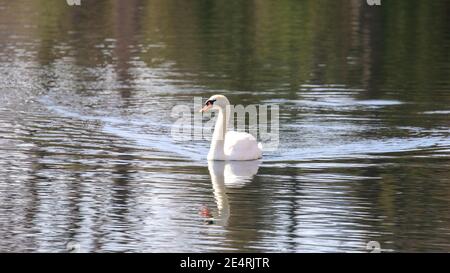 Swan à Boulder Banque D'Images