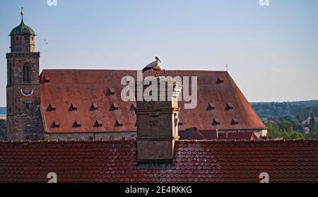 White Stork (Ciconia ciconia) paire avec poussin sur le toit de la ville nid de Stork avec grande église cathédrale en arrière-plan, Dinkelsbühl, Bavière, Allemagne Banque D'Images