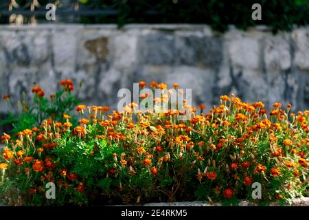 Marigolds pendant la floraison dans un lit de jardin près d'un mur de pierre. Banque D'Images