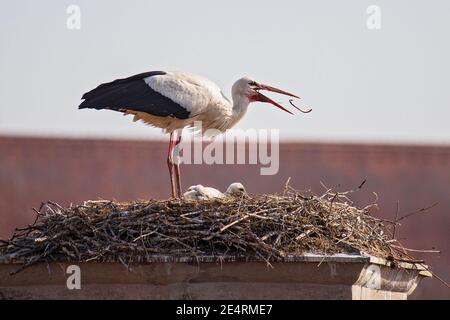 White Stork (Ciconia ciconia), poussin d'alimentation adulte dans le nid de Stork avec ver de terre, Bavière, Allemagne Banque D'Images