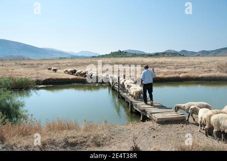 Un berger conduit son troupeau sur un pont en bois vers le pâturage, Butrint - Albanie Banque D'Images