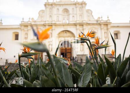L'oiseau de paradis fleurit à l'extérieur de la cathédrale d'Antigua, Guatemala, Amérique centrale Banque D'Images