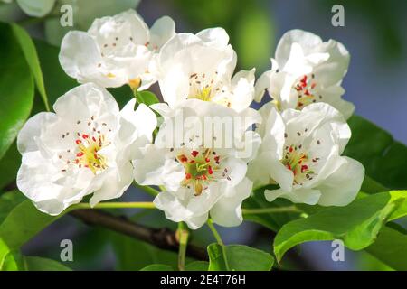 Pommier à fleurs printanières. Belles fleurs de pomme avec fleur de pétales blancs. Malus domestica, horticulture, arbres fruitiers, gros plan de branche, fleur Banque D'Images