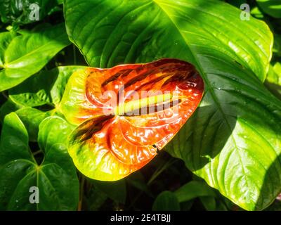 Anthurium est un genre d'environ 1000 espèces de plantes à fleurs, le plus grand genre de la famille des aroures, Araceae.les noms communs généraux incluent anthurium, Banque D'Images