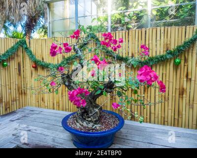 Le petit bougainvillea (Bougainvillea glabra) est l'espèce la plus commune de bougainvillea utilisée pour le bonsaï. Banque D'Images