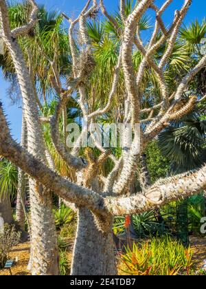 Le palmier à Madagascar (Pachypodium lamerei) est une espèce de plante à fleurs de la famille des Apocynacées. C'est une tige succulente, photosynthèse principalement thro Banque D'Images