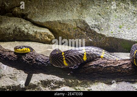 La couleuvre mince (Boiga dendrophila) est une espèce de couleuvre à nez coupé de la famille des Colubridae. L'espèce est endémique en Asie du Sud-est. Banque D'Images