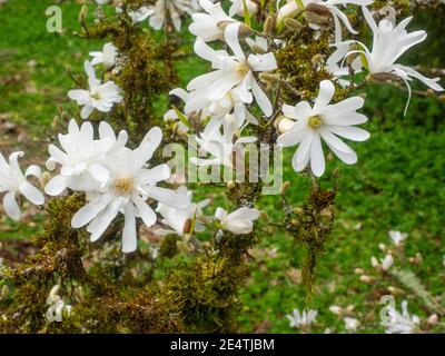 Star magnolia (Magnolia stellata) est un arbuste à croissance lente ou un petit arbre originaire du Japon. Il porte de grandes fleurs blanches ou roses au début du printemps, Banque D'Images