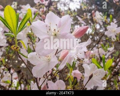 Royal azalea (Rhododendron schlippenbachii) est une espèce de Rhododendron originaire de la péninsule coréenne. C'est l'arbuste dominant de sous-étage dans beaucoup de K Banque D'Images