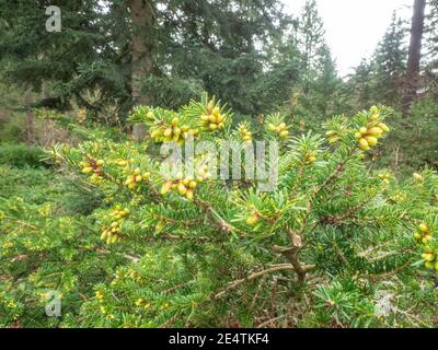 Le pin blanc de l'est (Pinus strobus) est un grand pin originaire de l'est de l'Amérique du Nord. Banque D'Images