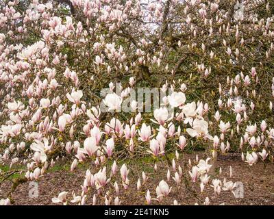 La soucoupe magnolia (Magnolia × soulangeana) est une plante hybride du genre Magnolia et de la famille des Magnoliaceae. C'est un arbre à feuilles caduques avec un grand, à feuilles précoces Banque D'Images