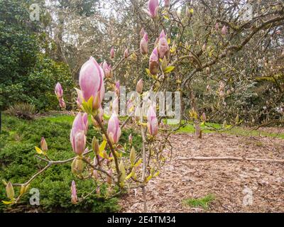 La soucoupe magnolia (Magnolia × soulangeana) est une plante hybride du genre Magnolia et de la famille des Magnoliaceae. Banque D'Images