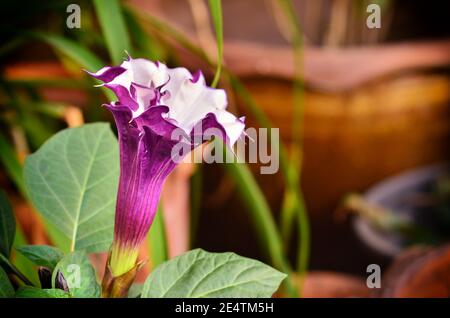 Belle Brugmansia pers fleur dans le jardin Banque D'Images
