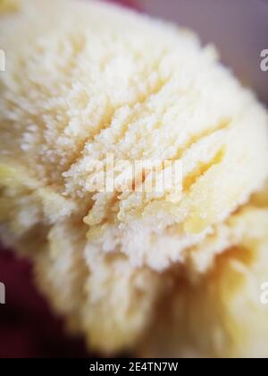 Boule de sorbet mangue en gros plan. Nourriture, vie, alimentation, crème glacée Banque D'Images