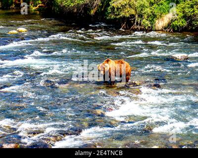 Ours grizzli à la chasse au saumon sockeye à Brooks Run, en Alaska. Banque D'Images