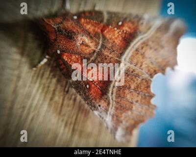 Un papillon coloré qui se repose pendant la journée. Insecte en gros plan. Papillon en macro Banque D'Images