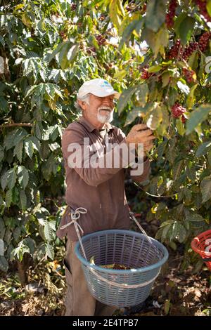 Récolte de cerises de café à San Juan la Laguna, Guatemala, Amérique centrale. Banque D'Images