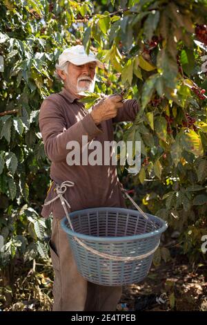 Récolte de cerises de café à San Juan la Laguna, Guatemala, Amérique centrale. Banque D'Images
