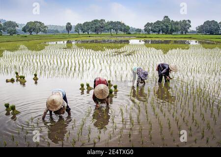 Des agriculteurs non identifiables plantent du riz sur le terrain. Les agriculteurs plantent du riz dans la ferme. Les agricultrices thaïlandaises ont transplanté des semis de riz sur le terrain de la parcelle Banque D'Images