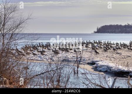 Troupeau d'oies du Canada sur les rives du lac Michigan Banque D'Images