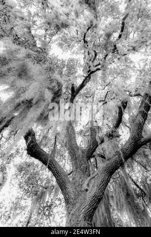 Mousse espagnole sur chêne vivant en Caroline du Sud Low Country Au coucher du soleil - épiphyte Tillandsia usneoides - épiphytique sud profond plantes - feuillage du sud Banque D'Images