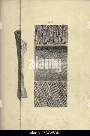 Mémoires sur le mecueilleurs, ou sloth géant de terre de l'Amérique Banque D'Images