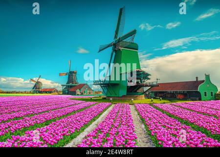 Lieu pittoresque avec des plantations de tulipes colorées et de vieux moulins à vent aux pays-Bas, en Europe Banque D'Images