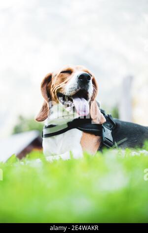 Les Beagles sont mignons et aiment toujours être sur le nature Banque D'Images