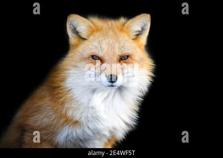 Portrait Red Fox, Vulpes vulpes, magnifique animal sur fond noir. Faune et flore Banque D'Images