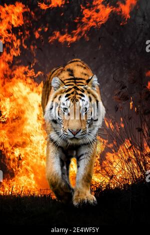 Gros tigre sauvage dans des flammes flamboyantes sur fond noir Banque D'Images