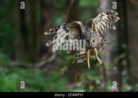 Le jeune OWL ural vole dans la forêt d'été Banque D'Images