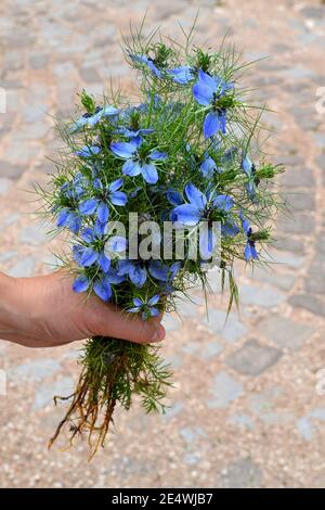 Femme main tenant un bouquet de fleurs bleues Banque D'Images