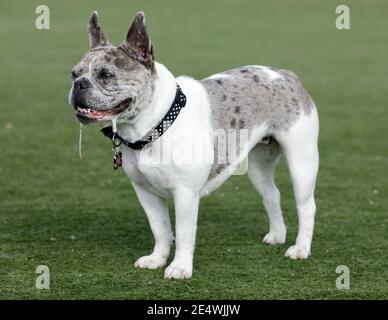 Bleu Merle et blanc French Bulldog femelle Puppy debout et Coulure Banque D'Images