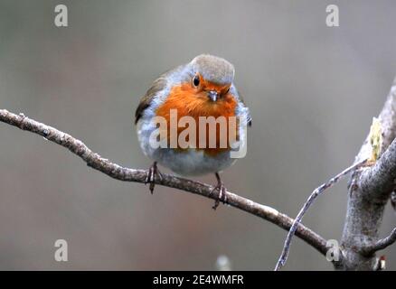 Peterborough, Royaume-Uni. 24 janvier 2021. Un robin perche sur une succursale sur un froid et givré début de journée à Peterborough, Cambridgeshire. Crédit : Paul Marriott/Alay Live News Banque D'Images