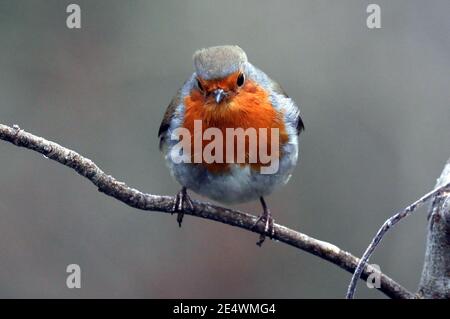 Peterborough, Royaume-Uni. 24 janvier 2021. Un robin perche sur une succursale sur un froid et givré début de journée à Peterborough, Cambridgeshire. Crédit : Paul Marriott/Alay Live News Banque D'Images