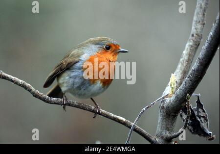 Peterborough, Royaume-Uni. 24 janvier 2021. Un robin perche sur une succursale sur un froid et givré début de journée à Peterborough, Cambridgeshire. Crédit : Paul Marriott/Alay Live News Banque D'Images