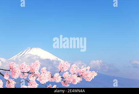 Magnifique Mont Fuji sacré (Fujiyama) dans les nuages et branche de la sakura en fleur avec des fleurs blanches, Japon. Sur fond bleu ciel. Vue de Moun Banque D'Images