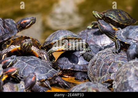 Groupe de curseurs à oreilles rouges ou Trachemys scripta elegans dans le pool. Des dizaines de tortues coulissantes à ventre jaune bronzant sur une surface en bois. Banque D'Images