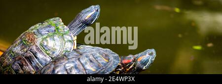 Groupe de curseurs à oreilles rouges ou Trachemys scripta elegans dans le pool. Des dizaines de tortues coulissantes à ventre jaune bronzant sur une surface en bois. Banque D'Images