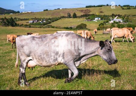 Troupeau de vaches en pâturage par jour ensoleillé, vue rapprochée Banque D'Images