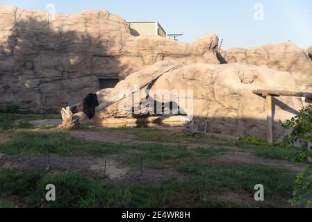 Dubaï, Émirats arabes Unis – 22 janvier 2021, magnifiques animaux au Dubai Safari Park (zoo de Dubaï) Banque D'Images