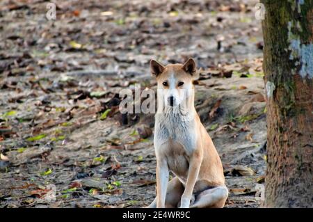 Le chien de paria indien, également connu sous le nom de chien indien ou INDog, le chien de pye d'Asie du Sud et le chien Desi, est une race de chien indigène à l'Indien subcon Banque D'Images