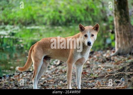 Le chien de paria indien, également connu sous le nom de chien indien ou INDog, le chien de pye d'Asie du Sud et le chien Desi, est une race de chien indigène à l'Indien subcon Banque D'Images