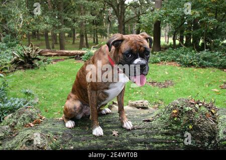 Jeune boxeur bringé assis sur un tronc d'arbre lors d'une promenade à Richmond Park, Londres Banque D'Images