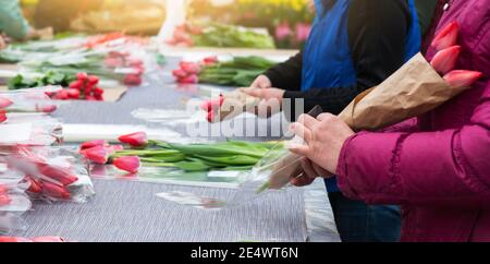 Les fleuristes en serre collectent des bouquets de tulipes pour livraison Banque D'Images