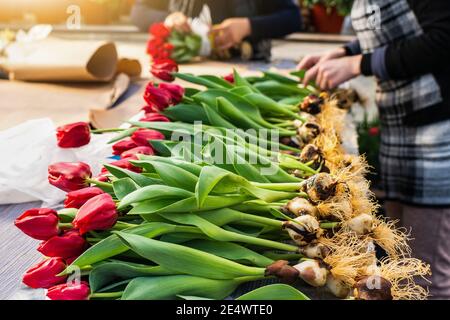 Les fleuristes en serre collectent des bouquets de tulipes pour livraison Banque D'Images