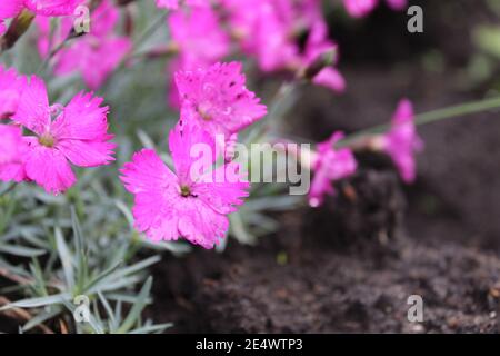 petites fleurs lilas sur le sol sont grand plan avec un espace d'imitation. Banque D'Images