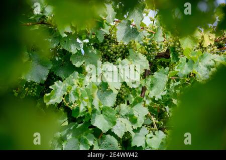 Raisins verts et feuilles de Vines dans la Hunter Valley, Nouvelle-Galles du Sud Australie Banque D'Images