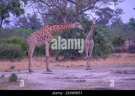 Girafes dans un trou d'eau dans le delta d'okavango, Bostwana. Banque D'Images