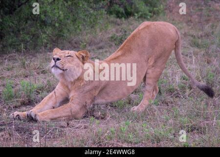 Des lioness en pleine nature dans le delta de l'Okavango, au Botswana. Banque D'Images